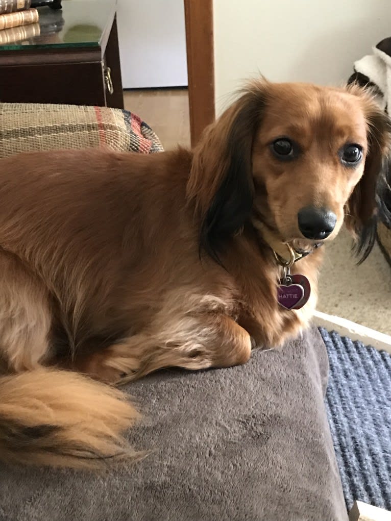 Hattie, a Dachshund (4.3% unresolved) tested with EmbarkVet.com