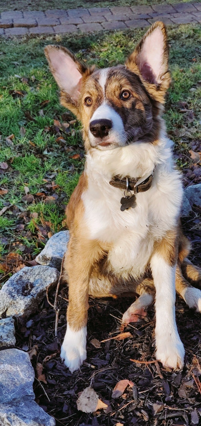 Bindi, a Border Collie tested with EmbarkVet.com