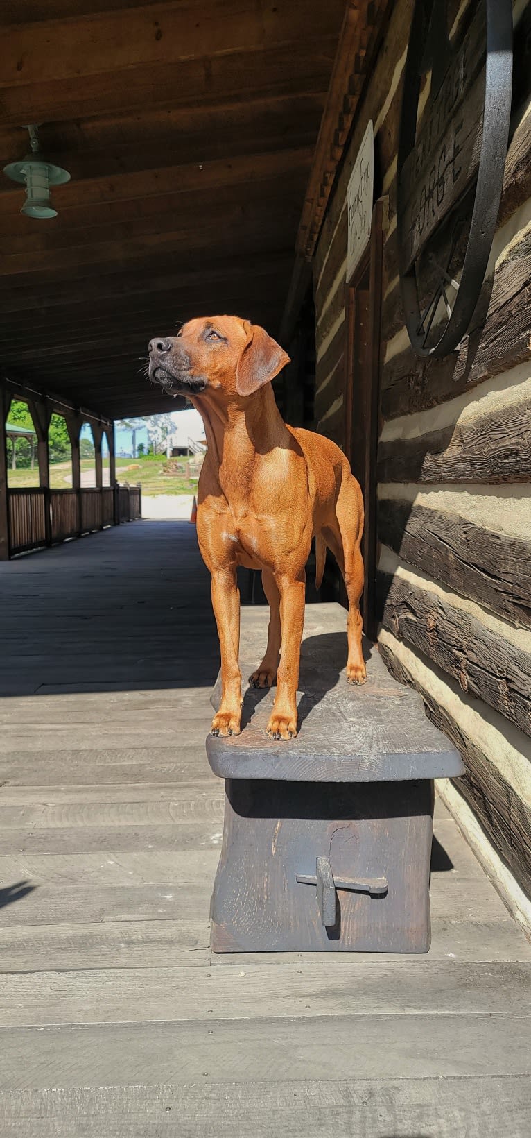 Willow, a Rhodesian Ridgeback tested with EmbarkVet.com