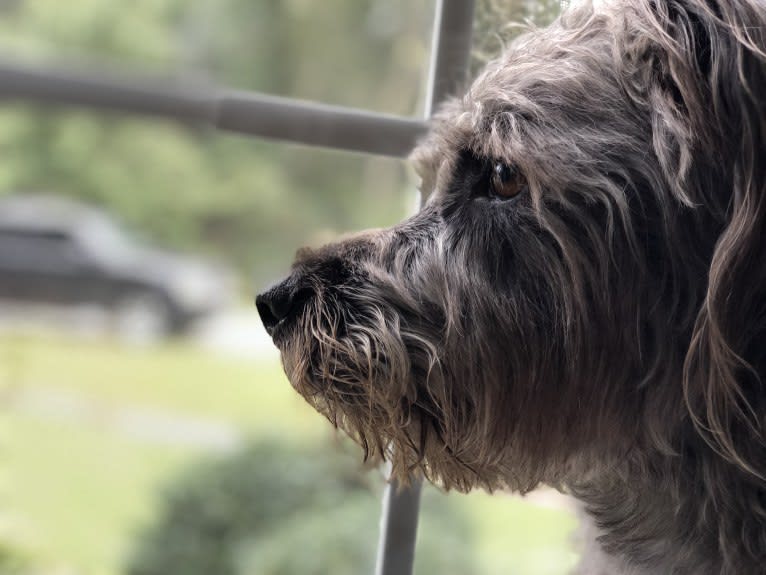 Garbage Bin, a Miniature Schnauzer and Australian Shepherd mix tested with EmbarkVet.com