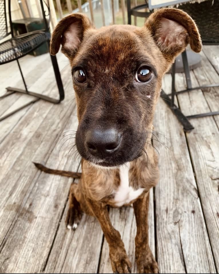 Pops, an American Staffordshire Terrier and American Pit Bull Terrier mix tested with EmbarkVet.com