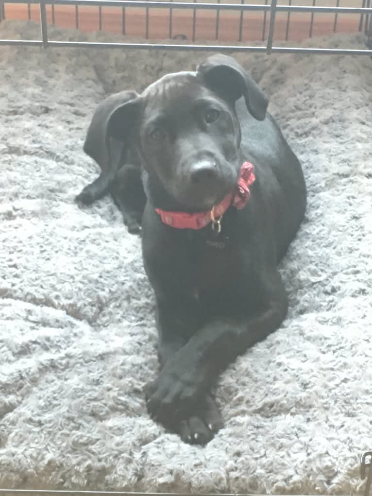 Theo, a Dalmatian and German Shepherd Dog mix tested with EmbarkVet.com