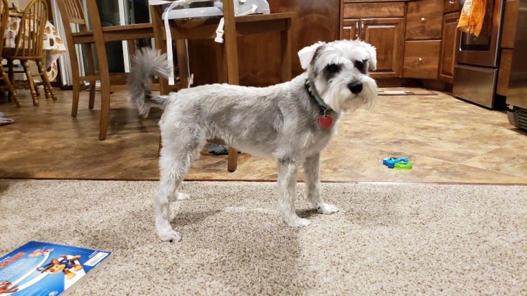 Schatzie, a Miniature Schnauzer tested with EmbarkVet.com