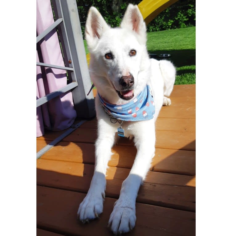 Charlie, an Alaskan-type Husky tested with EmbarkVet.com