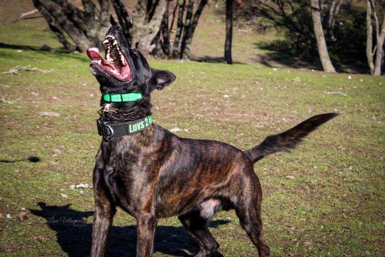 Static, a Dutch Shepherd tested with EmbarkVet.com