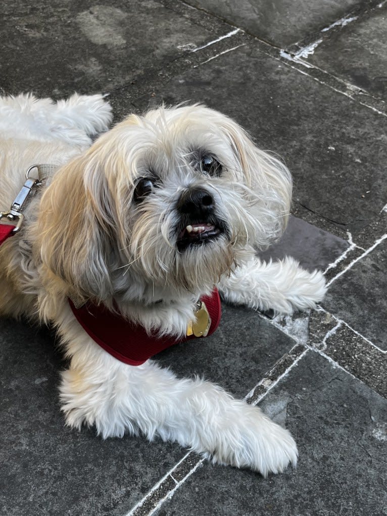 Nemo, a Lhasa Apso tested with EmbarkVet.com