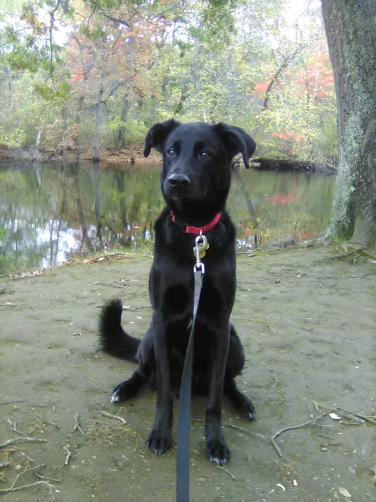 Joey, an American Village Dog tested with EmbarkVet.com