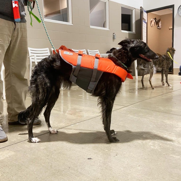 Willow, a Silken Windhound tested with EmbarkVet.com