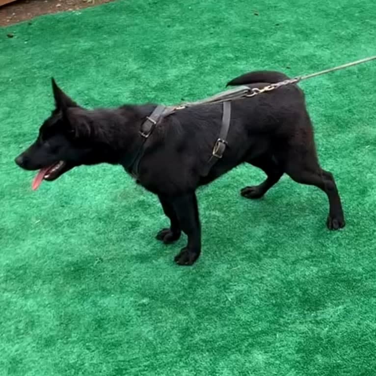 Reaper, a Belgian Shepherd tested with EmbarkVet.com