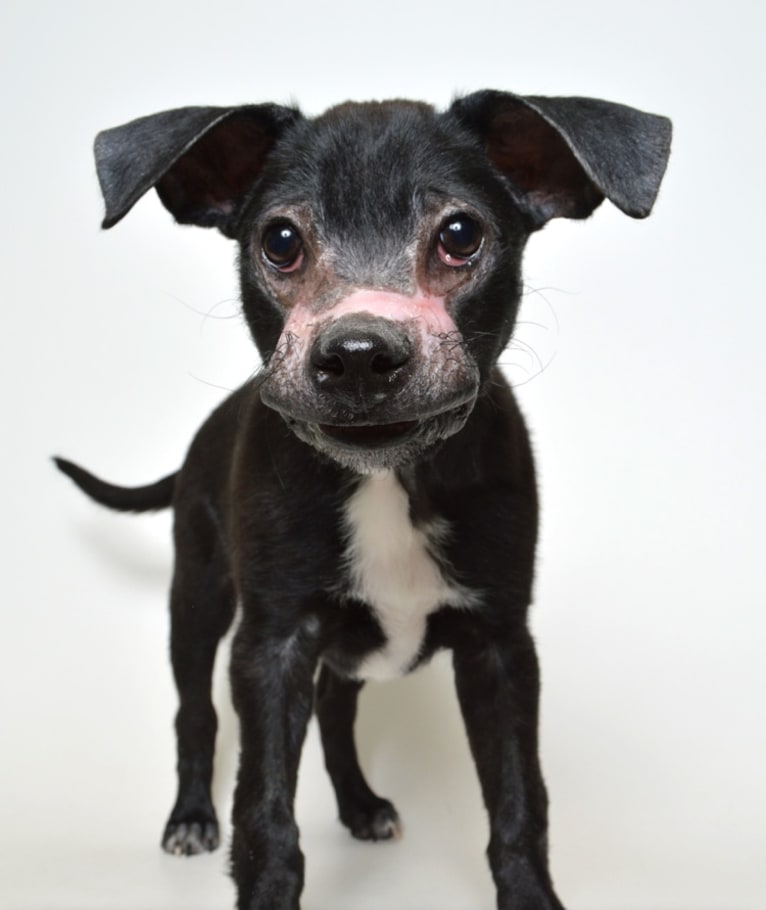 Robbie, a Boston Terrier and Labrador Retriever mix tested with EmbarkVet.com