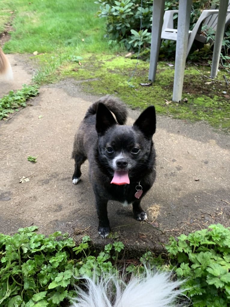 Indy, a Pomeranian and Shih Tzu mix tested with EmbarkVet.com