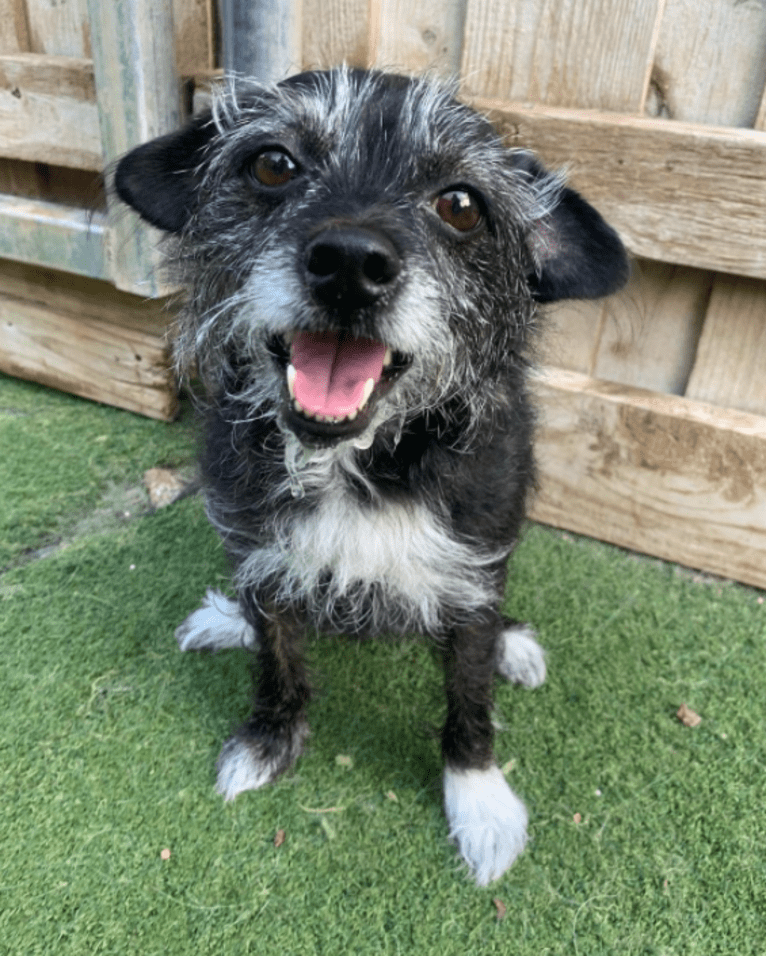 Marcy, a Chihuahua and Cocker Spaniel mix tested with EmbarkVet.com