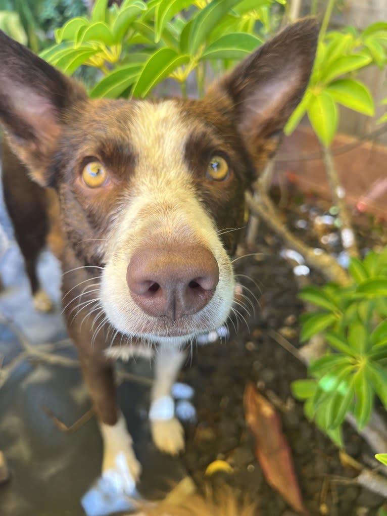 Margo, an Australian Cattle Dog and Border Collie mix tested with EmbarkVet.com