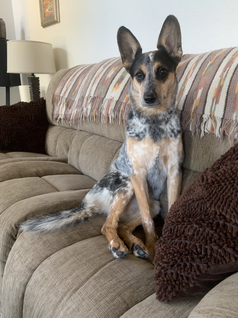 Indy, an Australian Cattle Dog and Boxer mix tested with EmbarkVet.com