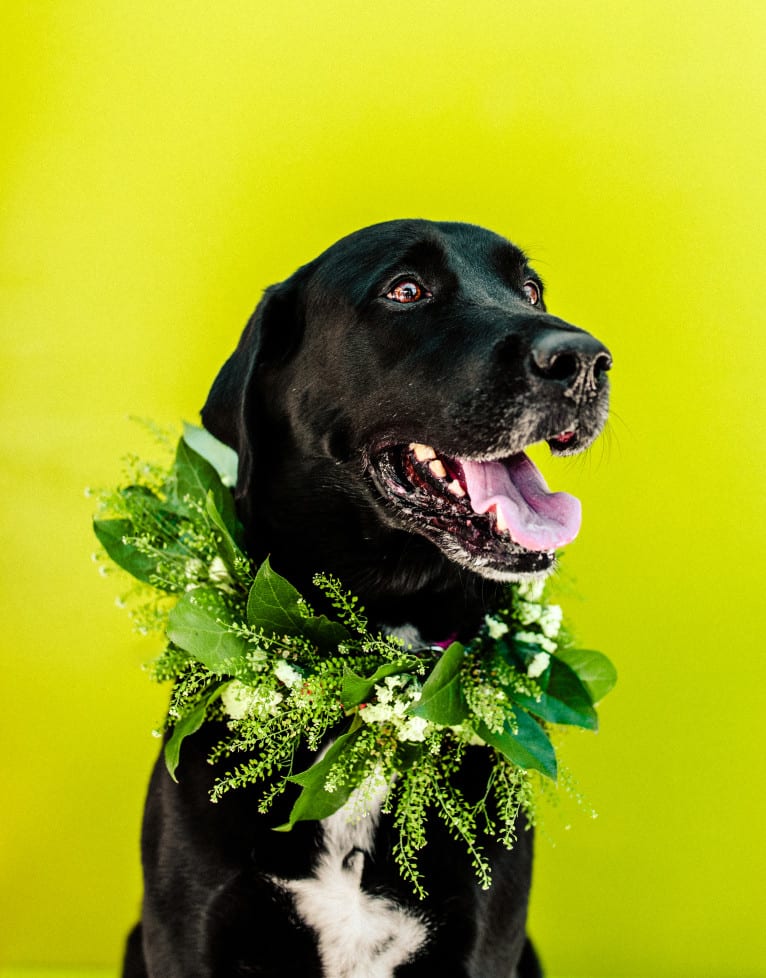 Peyton, a Labrador Retriever and Great Pyrenees mix tested with EmbarkVet.com