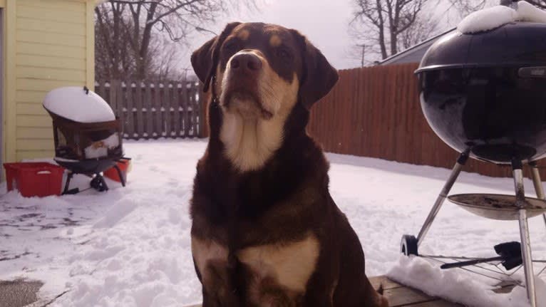 Kuemper, a Labrador Retriever and Golden Retriever mix tested with EmbarkVet.com