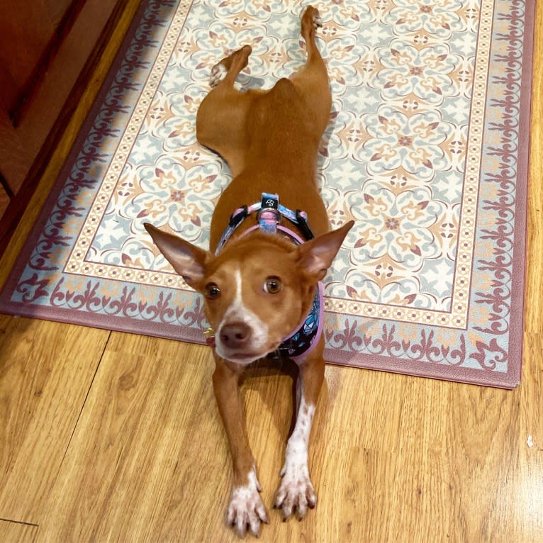 Photo of Kori, a Mountain Cur, Rat Terrier, Beagle, and Mixed mix in North Carolina, USA