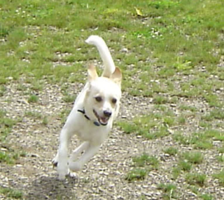 Nicco, a Russell-type Terrier and Bichon Frise mix tested with EmbarkVet.com