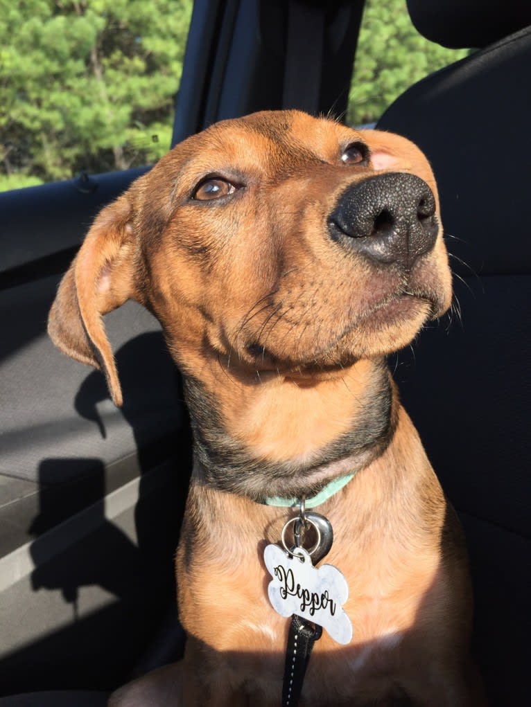 Pepper, an American Pit Bull Terrier and Treeing Walker Coonhound mix tested with EmbarkVet.com