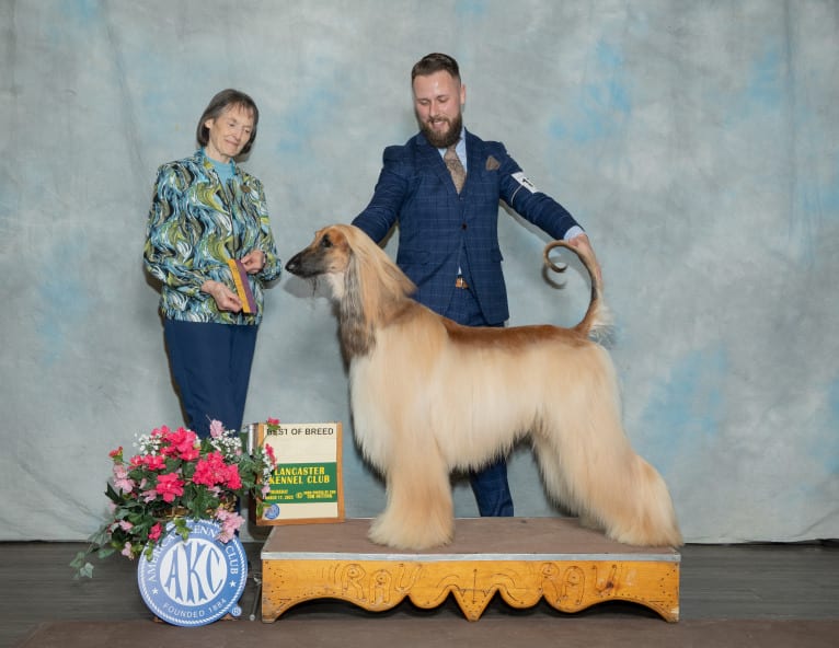 SPIRIT, an Afghan Hound tested with EmbarkVet.com