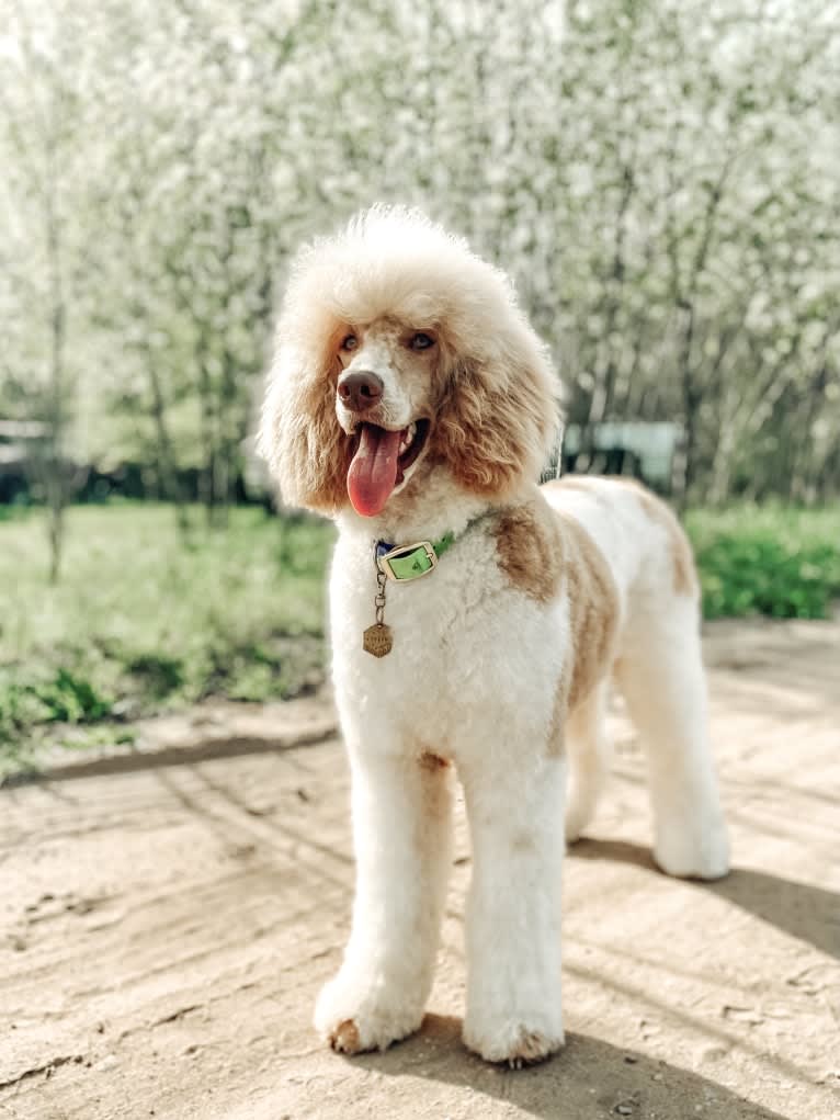 Togan, a Poodle (Standard) tested with EmbarkVet.com