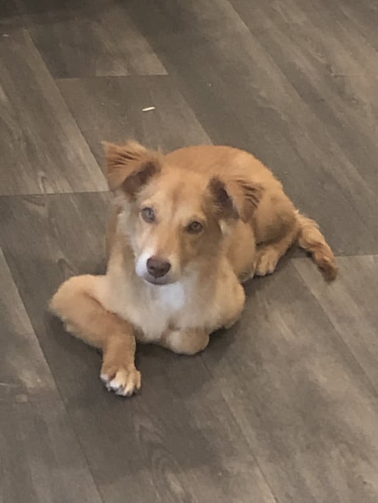 Sport, an American Pit Bull Terrier and Australian Cattle Dog mix tested with EmbarkVet.com
