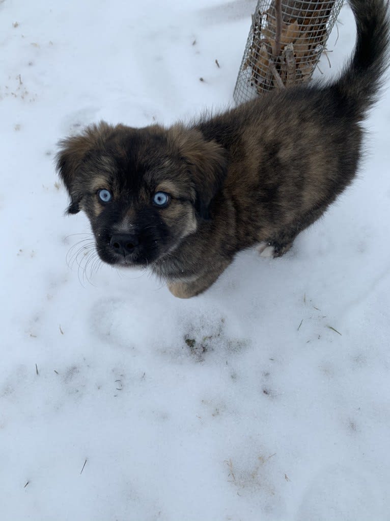 Finn, a Great Pyrenees and Siberian Husky mix tested with EmbarkVet.com