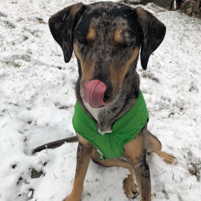 Bowie, a Catahoula Leopard Dog and Doberman Pinscher mix tested with EmbarkVet.com