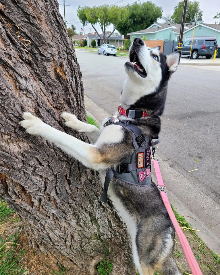 Teyla, a Siberian Husky tested with EmbarkVet.com