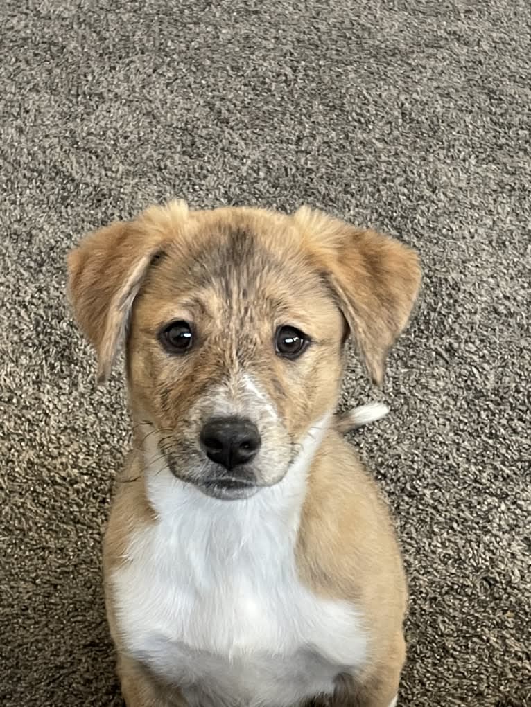 Willow, an Australian Cattle Dog and Boxer mix tested with EmbarkVet.com