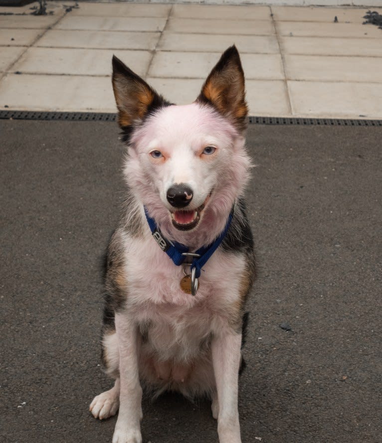 Mixie, a Border Collie tested with EmbarkVet.com