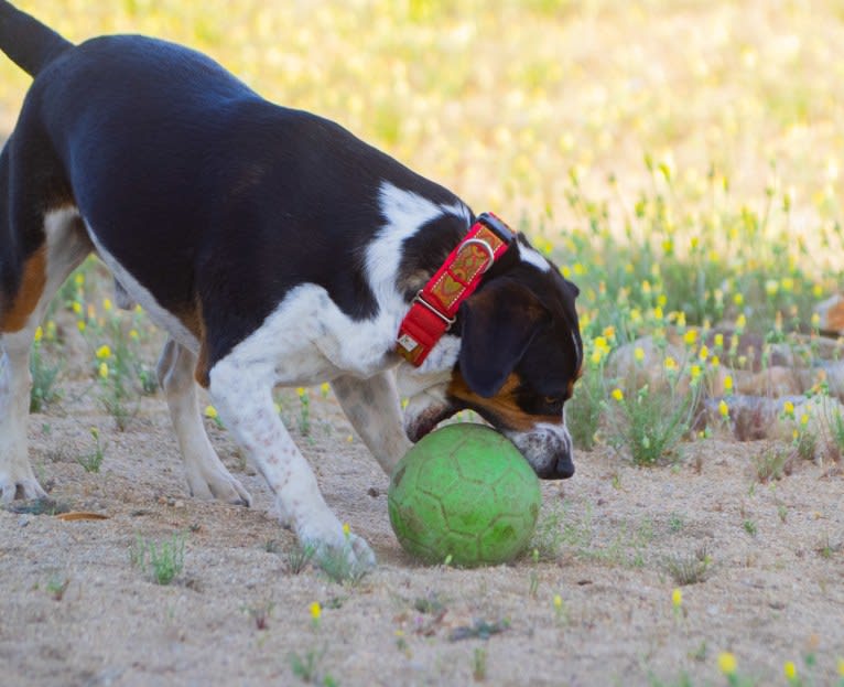 Photo of Patches, a Beagle and Australian Cattle Dog mix in Texas, USA