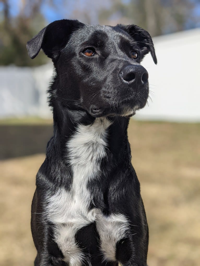 Kopa, an Australian Shepherd and American Pit Bull Terrier mix tested with EmbarkVet.com