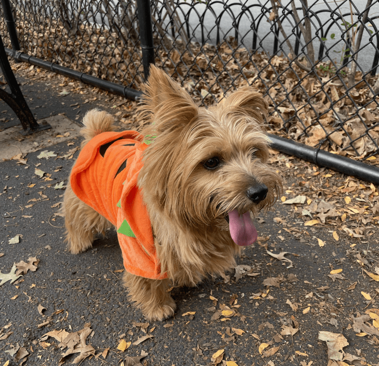 Pumpkin, a Norfolk Terrier tested with EmbarkVet.com
