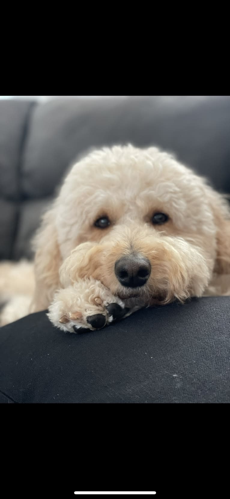 Nala, a Poodle (Standard) and Australian Shepherd mix tested with EmbarkVet.com