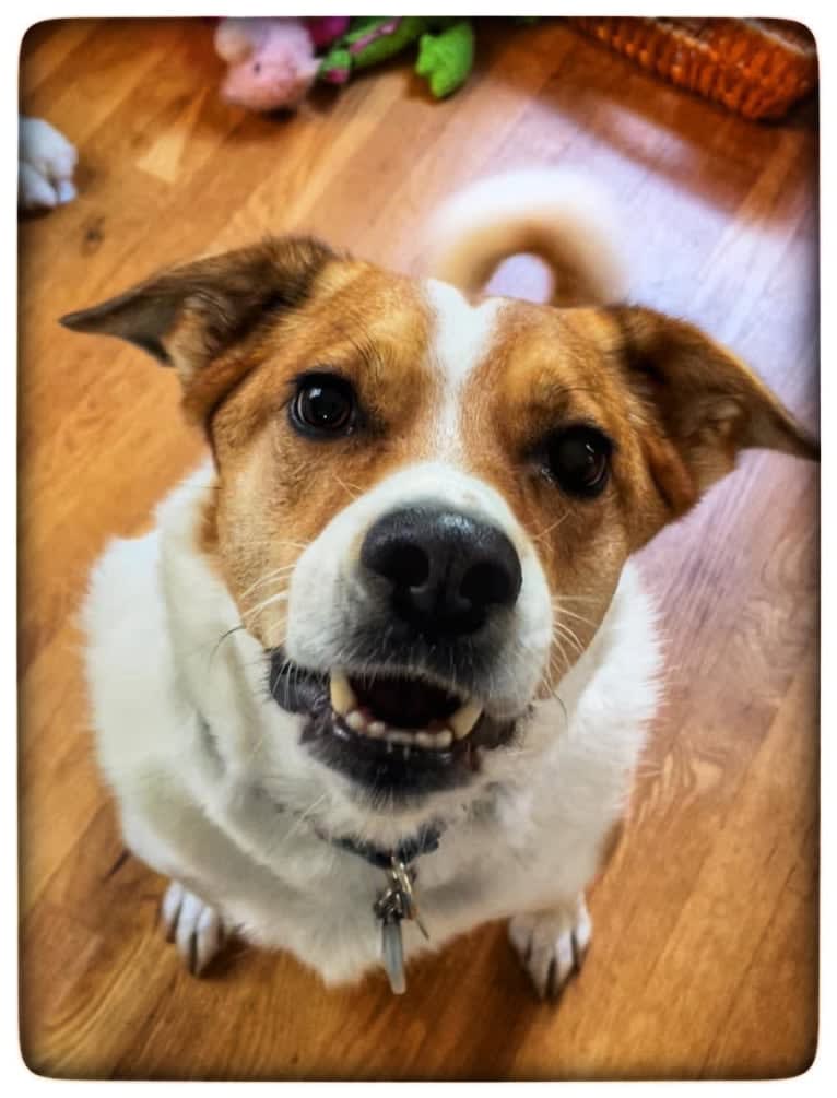 Mabel, an Australian Cattle Dog and Chow Chow mix tested with EmbarkVet.com