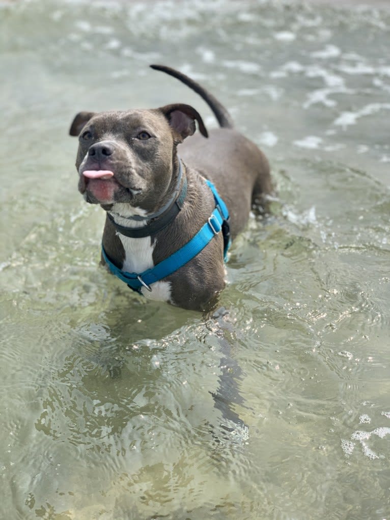 Indigo, an American Bully tested with EmbarkVet.com