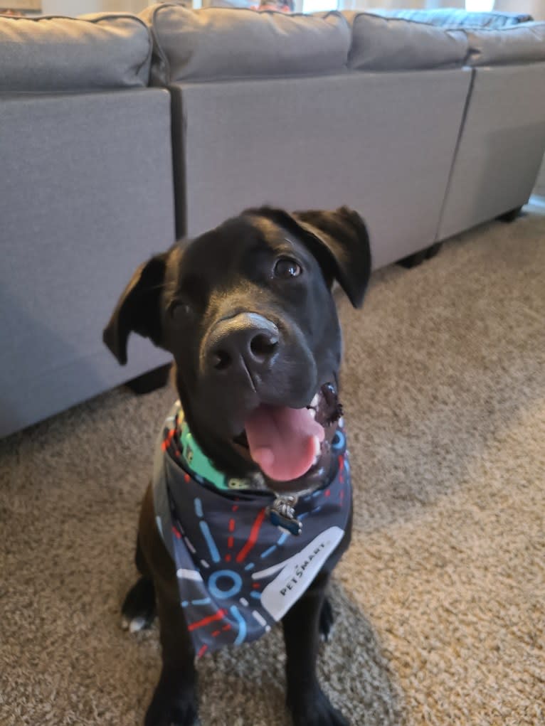 Hunter, a Labrador Retriever and American Bulldog mix tested with EmbarkVet.com