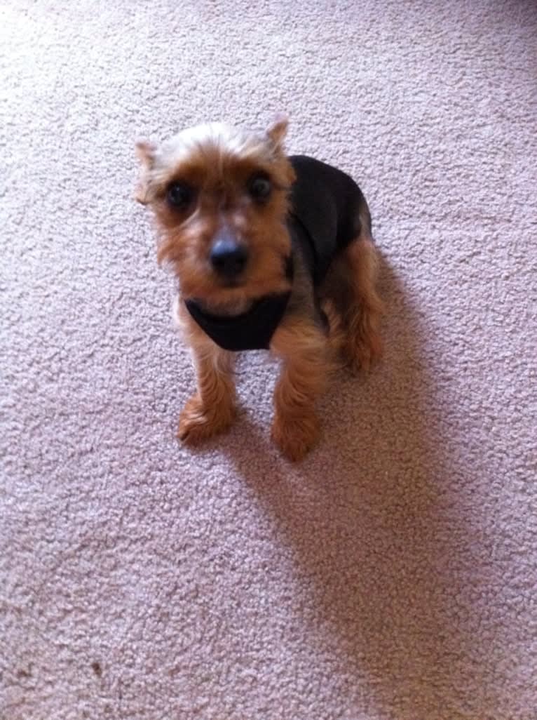 Bently, a Yorkshire Terrier tested with EmbarkVet.com