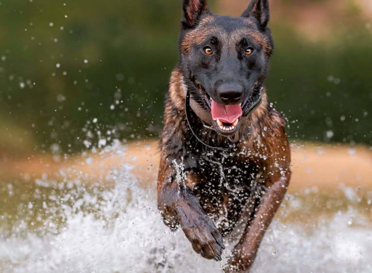 Kid, a Belgian Shepherd tested with EmbarkVet.com