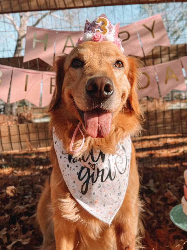 Marley, a Golden Retriever tested with EmbarkVet.com