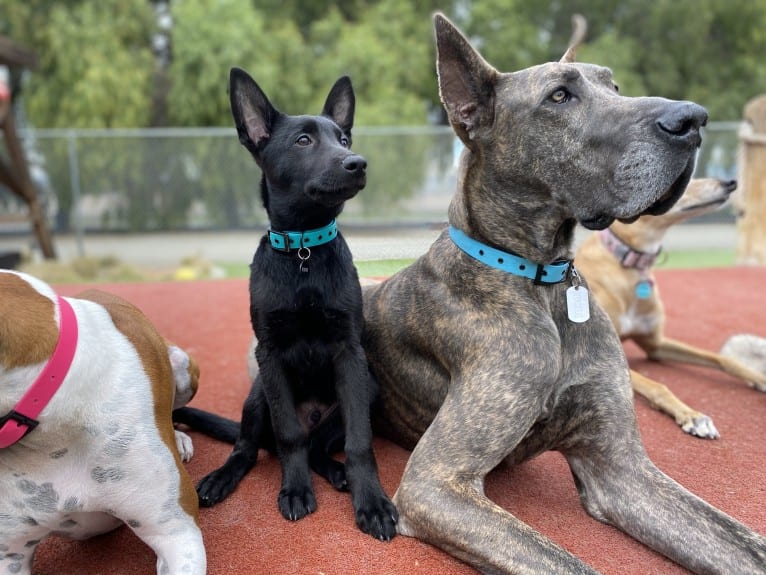 Bodhi, a Belgian Malinois and German Shepherd Dog mix tested with EmbarkVet.com