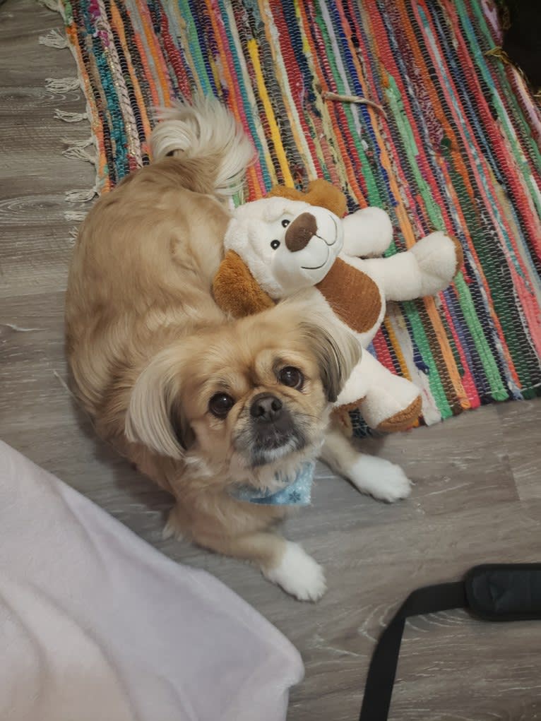 Ginger, a Pekingese tested with EmbarkVet.com