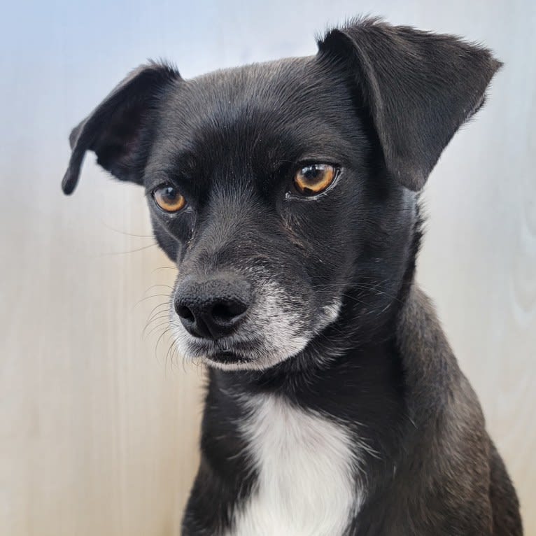 Zeus, a Chihuahua and Poodle (Small) mix tested with EmbarkVet.com