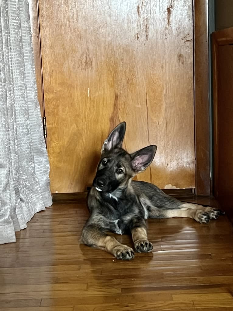 Manfred Von Rexroad, a German Shepherd Dog and American Pit Bull Terrier mix tested with EmbarkVet.com
