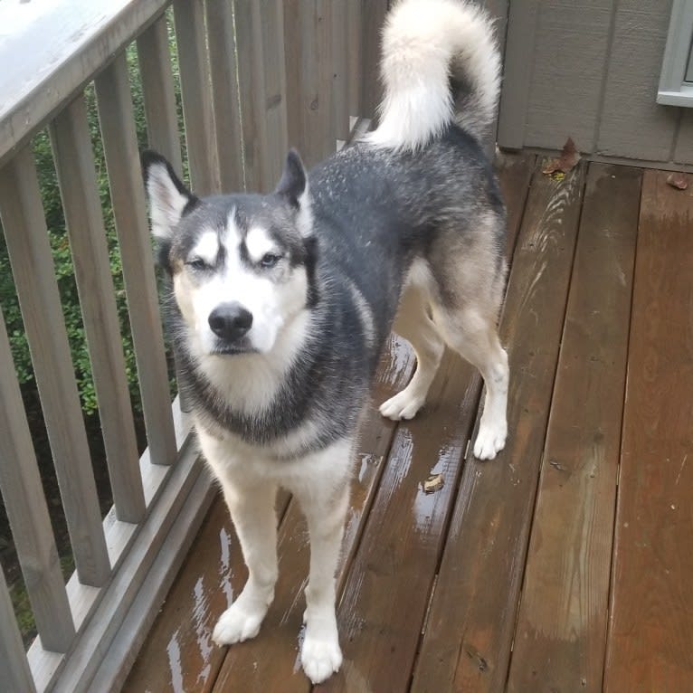 Teko, a Siberian Husky tested with EmbarkVet.com