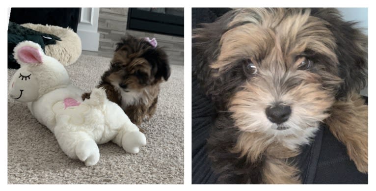 Bella, a Lhasa Apso and Poodle (Small) mix tested with EmbarkVet.com