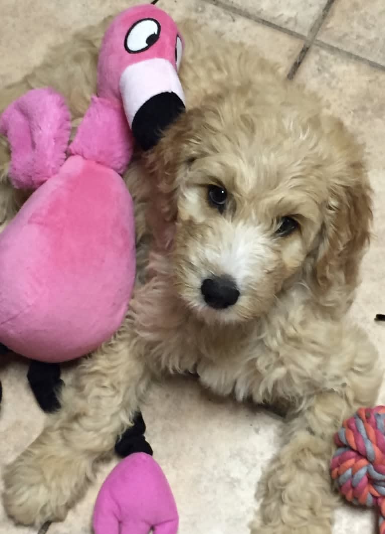 Maggie Mae, a Goldendoodle tested with EmbarkVet.com