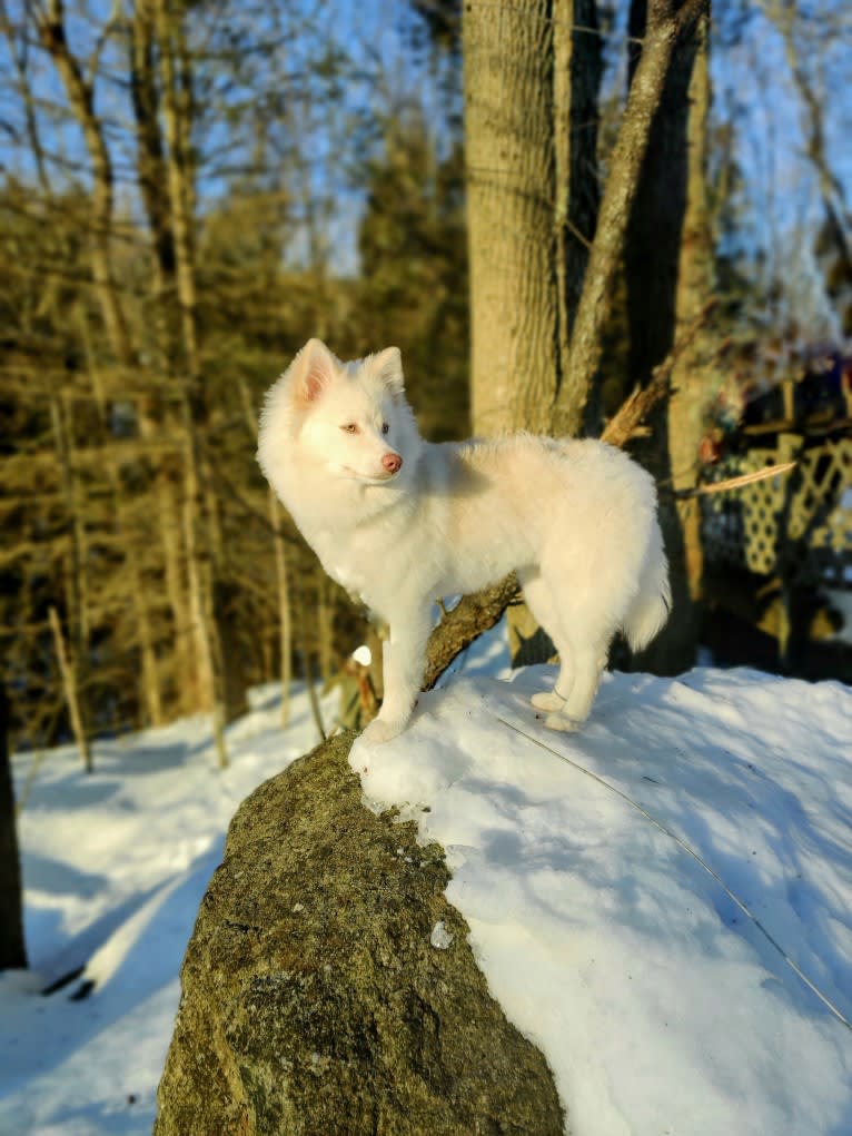 Nori, Noshi, a Pomsky tested with EmbarkVet.com