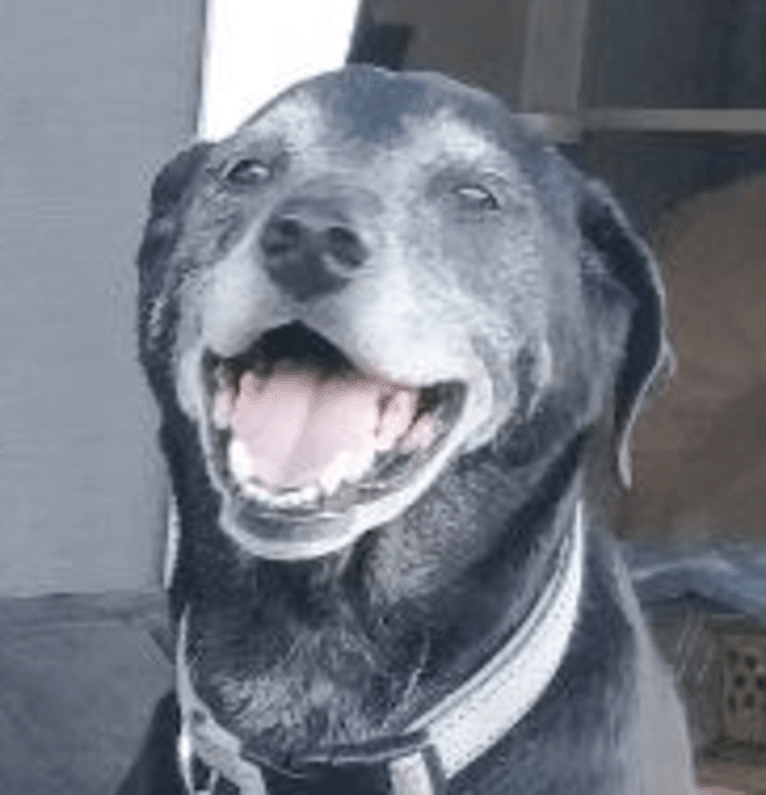 Twister, "Charlie", a German Shorthaired Pointer and Australian Cattle Dog mix tested with EmbarkVet.com